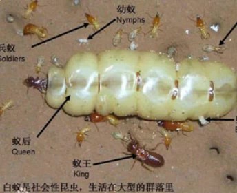江门市防治白蚁公司，如何避免白蚁在家中筑巢？