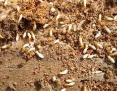 白蚁与蚂蚁：微小生物的大对比！